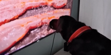Viral βίντεο: Σκυλάκος γλείφει με πάθος μπέικον σε οθόνη τηλεόρασης!