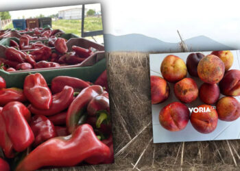 Η κλιματική κρίση γονάτισε φέτος και εμβληματικά αγροτικά προϊόντα της Δυτικής Μακεδονίας