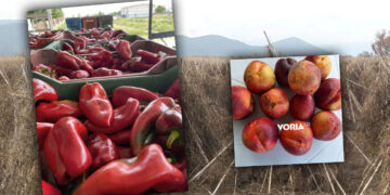 Η κλιματική κρίση γονάτισε φέτος και εμβληματικά αγροτικά προϊόντα της Δυτικής Μακεδονίας