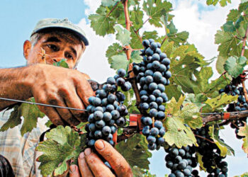 Κάτω από το 50% η παραγωγή Ξινόμαυρου στα ξηρικά αμπέλια του Αμυνταίου