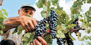 Κάτω από το 50% η παραγωγή Ξινόμαυρου στα ξηρικά αμπέλια του Αμυνταίου