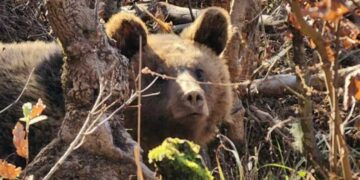 Αρκούδα πνίγηκε όταν μπήκε σε φυτώριο στην Καστοριά