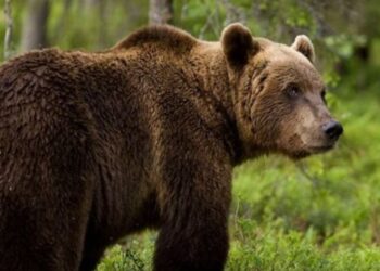 Μεγαλόσωμη αρκούδα τρόμαξε γυναίκα στο δρόμο προς Μποδοσάκειο Νοσοκομείο