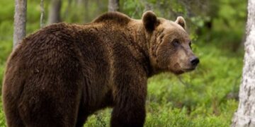 Μεγαλόσωμη αρκούδα τρόμαξε γυναίκα στο δρόμο προς Μποδοσάκειο Νοσοκομείο