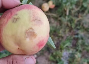 Καταστροφικό χαλάζι σε Βελβεντό και Ίμερα- Σοβαρό πλήγμα στις καλλιέργειες και τη φυτική παραγωγή