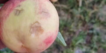 Καταστροφικό χαλάζι σε Βελβεντό και Ίμερα- Σοβαρό πλήγμα στις καλλιέργειες και τη φυτική παραγωγή