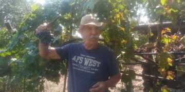 Εξαιρετικά πρώιμος ο φετεινός ΤΡΥΓΟΣ λόγω καύσωνα , με μείωση της παραγωγής ! (Ρεπορτάζ της Κούλας Πουλασιχίδου)