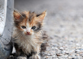 Πρόστιμο €30.000 σε 60χρονο που πυροβόλησε και σκότωσε μικρή γάτα στη Ρόδο