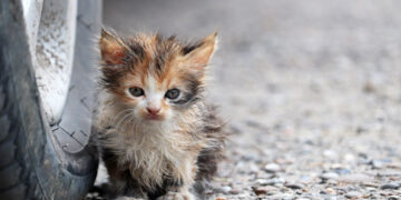 Πρόστιμο €30.000 σε 60χρονο που πυροβόλησε και σκότωσε μικρή γάτα στη Ρόδο