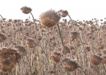 Η ξηρασία έπληξε και την καλλιέργεια ηλίανθου στην Εορδαία