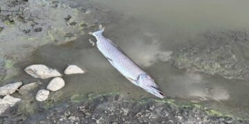 Περδίκκας: Συλλέχθηκαν τα εκατοντάδες νεκρά ψάρια και η λίμνη καθάρισε