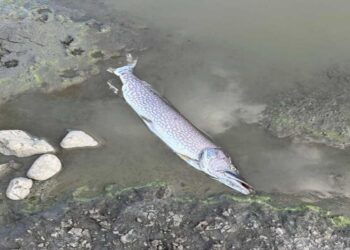 Ξεβράζει νεκρά ψάρια η τεχνητή λίμνη του Περδίκκα