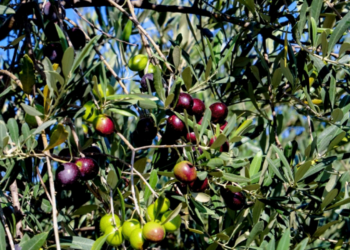 Λάδι: Πότε θα πέσει η τιμή του κάτω από τα 10 ευρώ