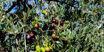 Λάδι: Πότε θα πέσει η τιμή του κάτω από τα 10 ευρώ