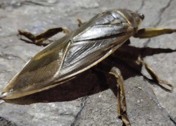 Λάρισα: Τρόμος με τη νέα εμφάνιση δηλητηριώδους εντόμου – Αυξάνονται τα περιστατικά