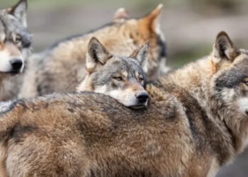 Έκκληση 20 Περιβαλλοντικών Οργανώσεων προς την  Κυβέρνηση για το καθεστώς προστασίας του λύκου