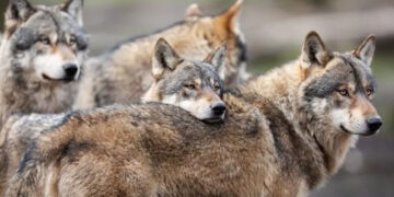 Έκκληση 20 Περιβαλλοντικών Οργανώσεων προς την Κυβέρνηση για το καθεστώς προστασίας του λύκου