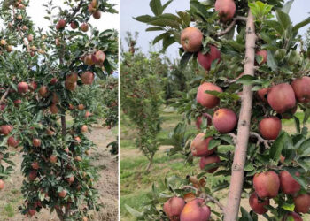 Επιστολή Αντιπεριφερειάρχη Καστοριάς για τα ηλιακά εγκαύματα στα μήλα