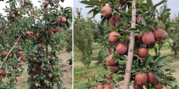 Επιστολή Αντιπεριφερειάρχη Καστοριάς για τα ηλιακά εγκαύματα στα μήλα