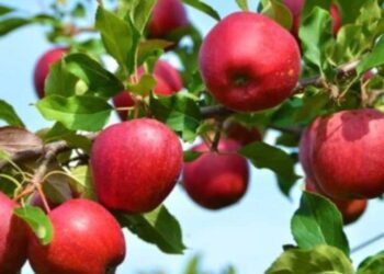 Μηλοχώρι: Ικανοποιημένοι οι μηλοπαραγωγοί από τη διάθεση των ποσοτήτων – Ανοιχτές οι τιμές