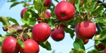 Μηλοχώρι: Ικανοποιημένοι οι μηλοπαραγωγοί από τη διάθεση των ποσοτήτων – Ανοιχτές οι τιμές