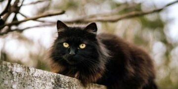 Παρασκευή και 13 σήμερα: Τι «απαγορεύεται» να κάνεις για να έχεις καλοτυχία