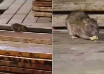 Γιατί γέμισε ποντίκια η πλατεία Συντάγματος (βίντεο)