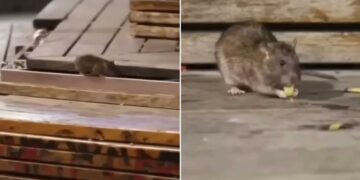 Γιατί γέμισε ποντίκια η πλατεία Συντάγματος (βίντεο)