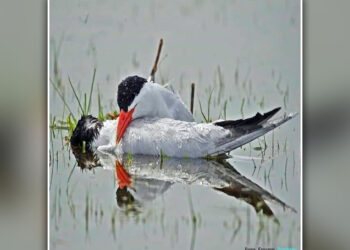 Μαζί στη ζωή, μαζί και στον θάνατο: Μια συγκινητική στιγμή στη λίμνη της Καστοριάς (ΦΩΤΟΓΡΑΦΙΑ)