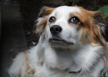 Φρίκη: Βασάνισαν και μαχαίρωσαν μέχρι θανάτου σκύλο στο Βόλο