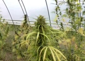 Καστοριά: Τσάι, έλαια και αλοιφές από βιομηχανική κάνναβη