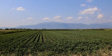 Λογαριασμοί ρεύματος: Τέλος τα εξάμηνα συμβόλαια, τι ισχύει με το πράσινο τιμολόγιο