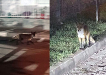 Αλεπού εμφανίστηκε έξω από το Κλειστό Γυμναστήριο Πτολεμαΐδας (Φωτογραφίες & Βίντεο)