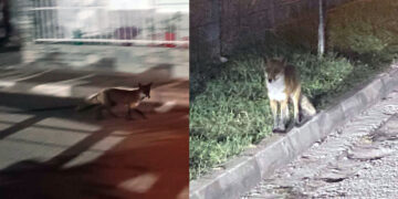 Αλεπού εμφανίστηκε έξω από το Κλειστό Γυμναστήριο Πτολεμαΐδας (Φωτογραφίες & Βίντεο)