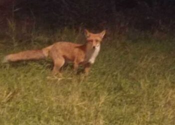 Πτολεμαΐδα: Αλεπού εμφανίστηκε επί της Π. Αδαμοπούλου – ΦΩΤΟ ΑΝΑΓΝΩΣΤΗ