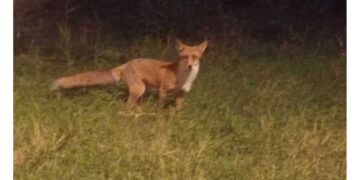 Πτολεμαΐδα: Αλεπού εμφανίστηκε επί της Π. Αδαμοπούλου – ΦΩΤΟ ΑΝΑΓΝΩΣΤΗ