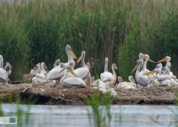 Στην Πρέσπα η μεγαλύτερη αποικία αργυροπελεκάνων στον πλανήτη