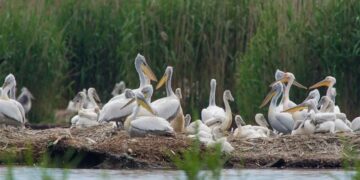 Στην Πρέσπα η μεγαλύτερη αποικία αργυροπελεκάνων στον πλανήτη