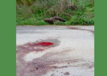 Νεκρό βρέθηκε αρκουδάκι στο δρόμο Βαρικού – Φούφα