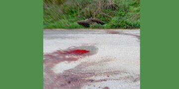 Νεκρό βρέθηκε αρκουδάκι στο δρόμο Βαρικού – Φούφα