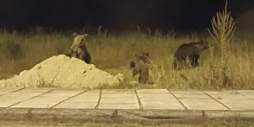 Μαμά αρκούδα και τα αρκουδάκια της στο Δισπηλιό Καστοριά