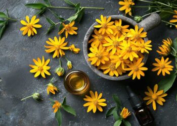 Άρνικα: Το φυσικό αντιφλεγμονώδες και αναλγητικό βότανο