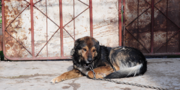 Φρίκη στο Αμύνταιο: Σκύλος βρέθηκε νεκρός και δεμένος με σύρμα, δέχτηκε χτύπημα από αιχμηρό αντικείμενο