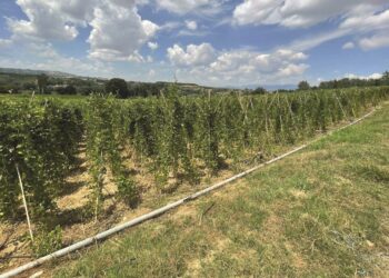 Βουτιά στο κενό για το φασόλι Καστοριάς