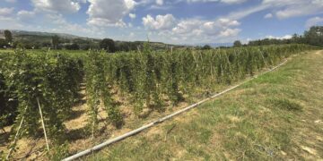 Βουτιά στο κενό για το φασόλι Καστοριάς