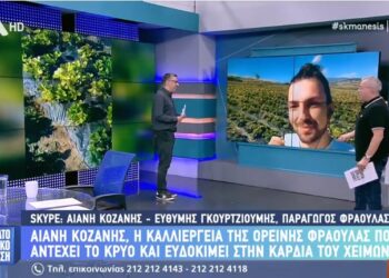 Αιανή: Η καλλιέργεια της ορεινής φράουλας που αντέχει το κρύο