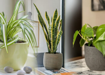 Τα 5 φυτά που καθαρίζουν την ατμόσφαιρα του σπιτιού, σύμφωνα με τη NASA