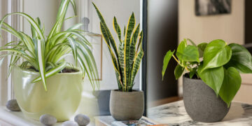 Τα 5 φυτά που καθαρίζουν την ατμόσφαιρα του σπιτιού, σύμφωνα με τη NASA