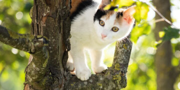 Σκότωνε γάτες και σκυλιά στο Βόλο – Τον συνέλαβαν και του “έριξαν” πρόστιμο 100.000 ευρώ