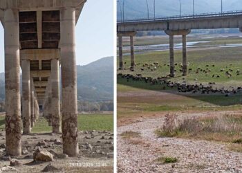 Βοσκότοπος πλέον μέρος της λίμνης Πολυφύτου – Φωτογραφίες από τη μείωση της στάθμης
